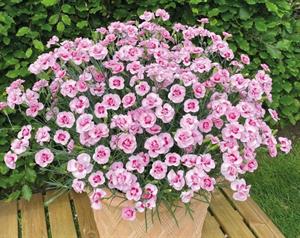 Dianthus Baby Doris